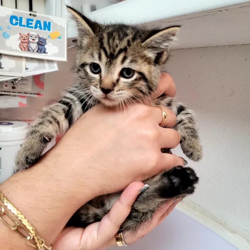 A baby small-sized female Domestic Short Hair cat named Betty for adoption in Allyn, WA