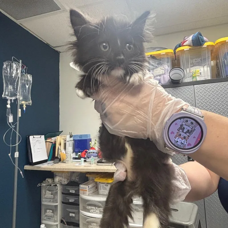 A baby small-sized male Black Domestic Short Hair cat named Danny for adoption in Newark, NJ