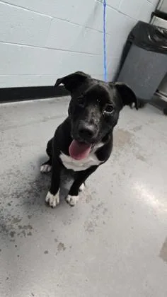 A baby medium-sized female Black Pit Bull Terrier dog named Penny for adoption in Sacramento, CA