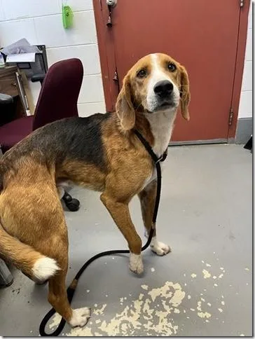 An adult medium-sized male Tricolor (Brown, Black, & White) American Foxhound dog named Abe Beautiful Houndy Boy. for adoption in Charlottesville, VA