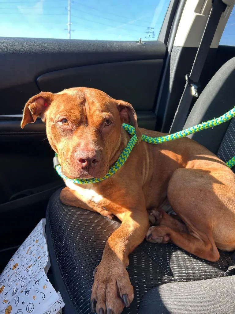 An adult medium-sized female Pit Bull Terrier dog named Iris for adoption in East Ridge, TN