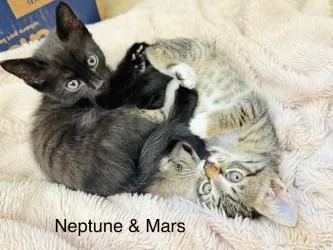 A baby small-sized male Domestic Short Hair cat named Neptune for adoption in Gainesville, FL