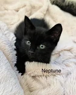 Neptune thumbnail 2