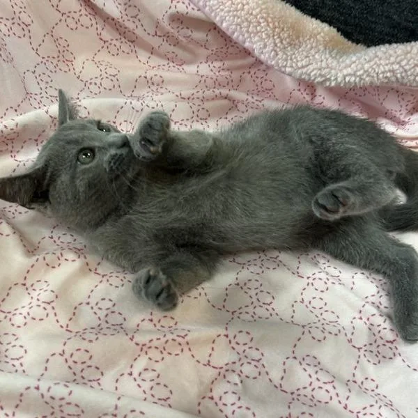 Monty