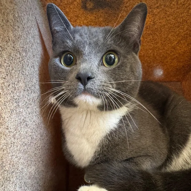A young medium-sized male Gray / Blue / Silver Domestic Short Hair cat named Marshmellow for adoption in Birmingham, AL