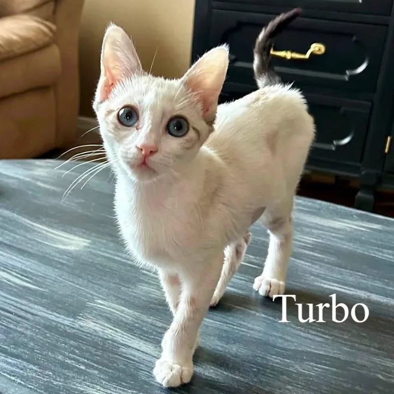 Turbo thumbnail 2