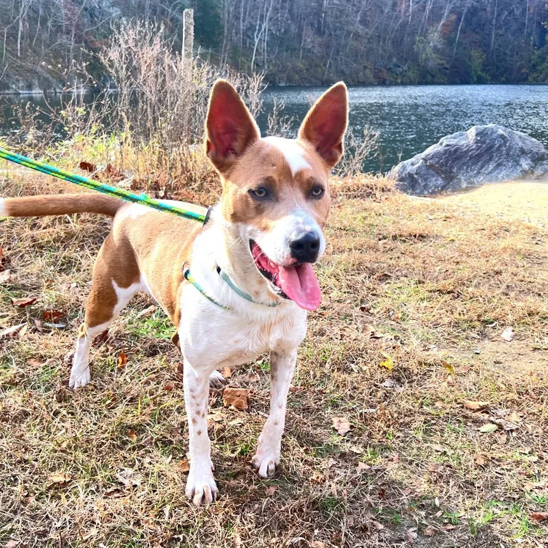 An adult medium-sized male White / Cream Mixed Breed dog named Mocha for adoption in Fredericksburg, VA