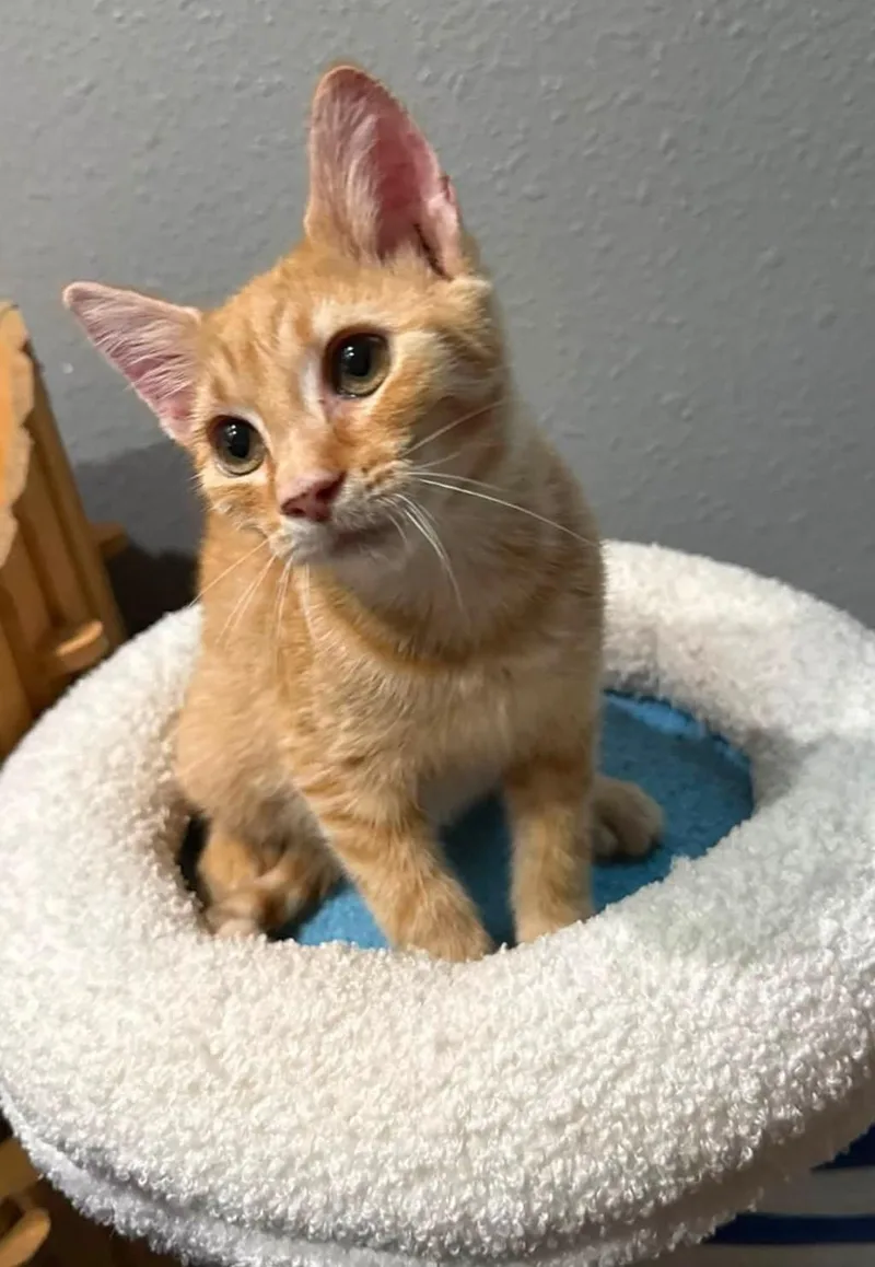 A baby medium-sized male Tabby (Orange / Red) Domestic Short Hair cat named Tyke for adoption in Sioux City, IA