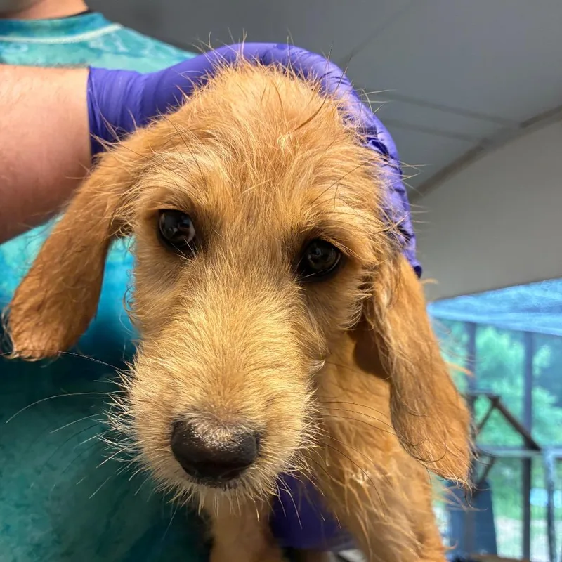 A baby medium-sized male Yellow / Tan / Blond / Fawn Poodle dog named Aioli for adoption in Hattiesburg, MS