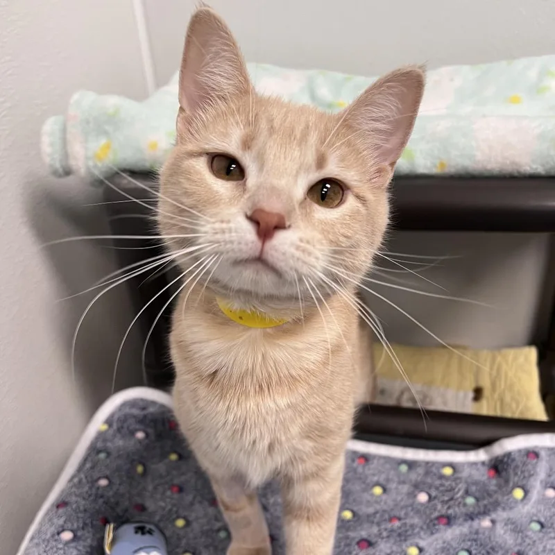 A young small-sized female Orange / Red Domestic Short Hair cat named Franci for adoption in Arlington Heights, IL