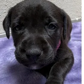 A baby small-sized female Rottweiler dog named Very Cherry for adoption in Parker, CO