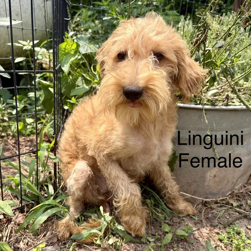 A baby small-sized female Miniature Poodle dog named Pasta Puppies for adoption in High View, WV