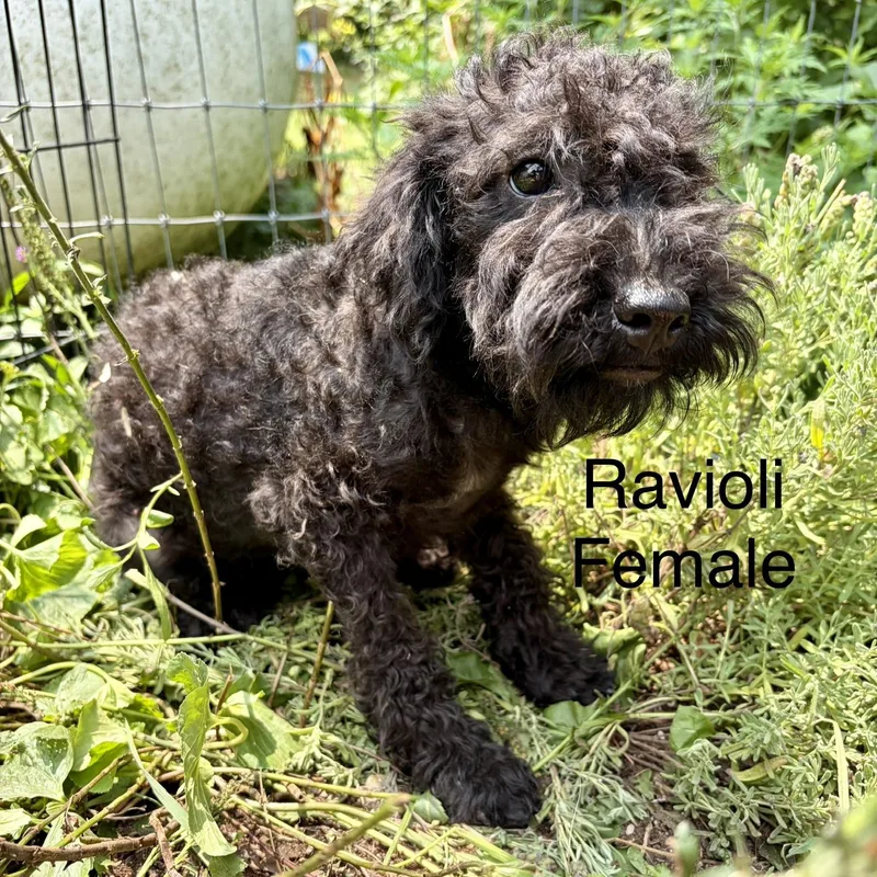 Pasta Puppies thumbnail 3