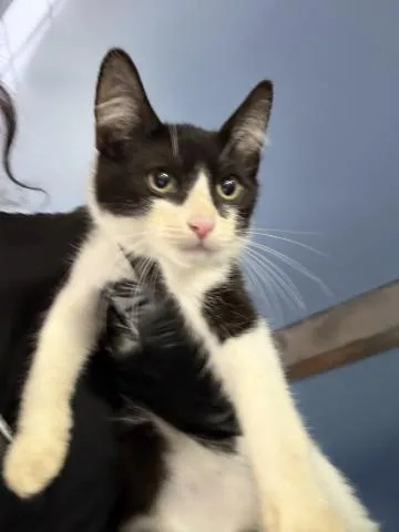 A baby small-sized male Domestic Short Hair cat named Lionel for adoption in San Bernardino, CA