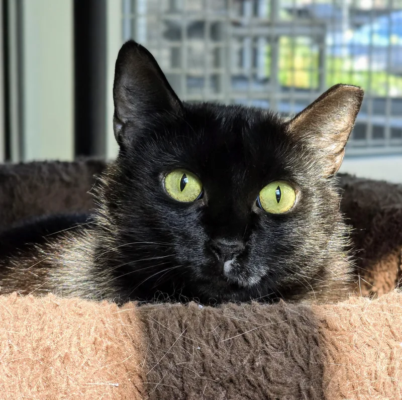 An adult medium-sized female Black Domestic Short Hair cat named Padmè for adoption in Amityville, NY