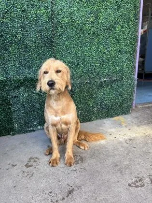An adult large-sized male Golden Retriever dog named 61682315 for adoption in El Paso, TX