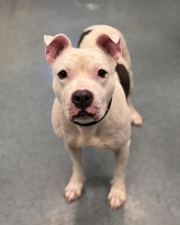 An adult large-sized female Pit Bull Terrier dog named Larissa Weems for adoption in Richmond, VA