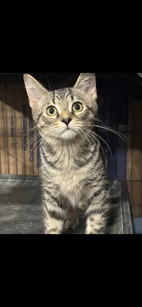 A baby small-sized male Brown / Chocolate Domestic Short Hair cat named Pepper for adoption in Mooresville, NC
