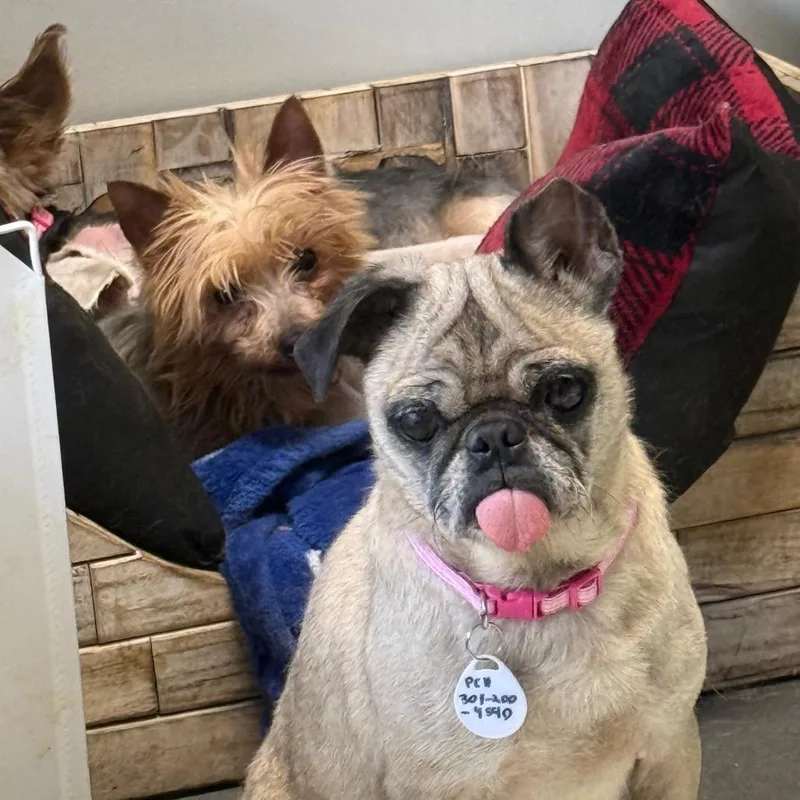 A senior small-sized female Pug dog named Polly for adoption in Normal, IL