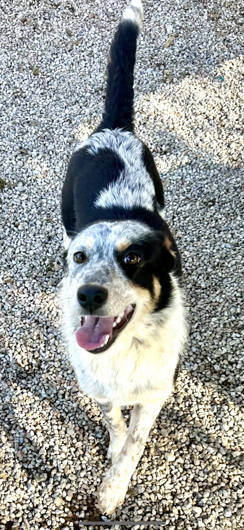 A young medium-sized female Tricolor (Brown, Black, & White) Australian Cattle Dog / Blue Heeler dog named Lucy for adoption in Manhattan Beach, CA