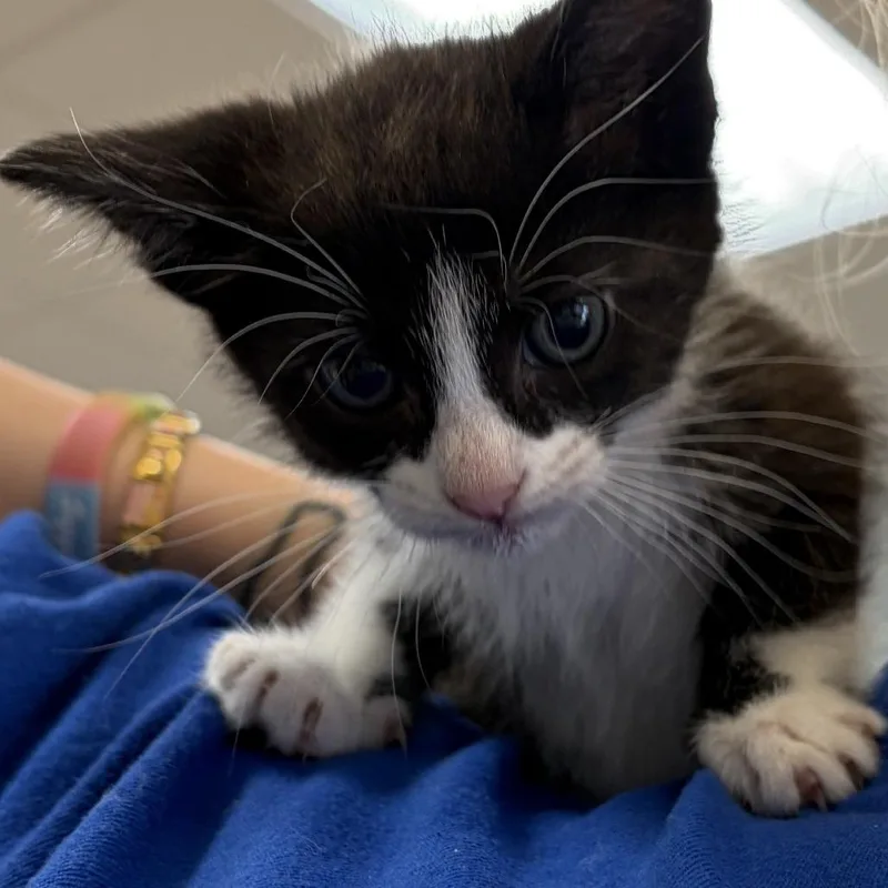 A baby small-sized female Black Domestic Short Hair cat named Brianna for adoption in Greensboro, GA