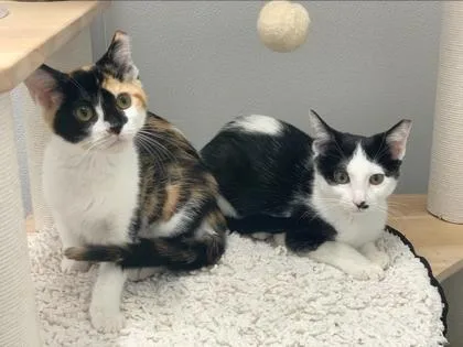 A young small-sized female Domestic Short Hair cat named Pee Pie a for adoption in North Charleston, SC
