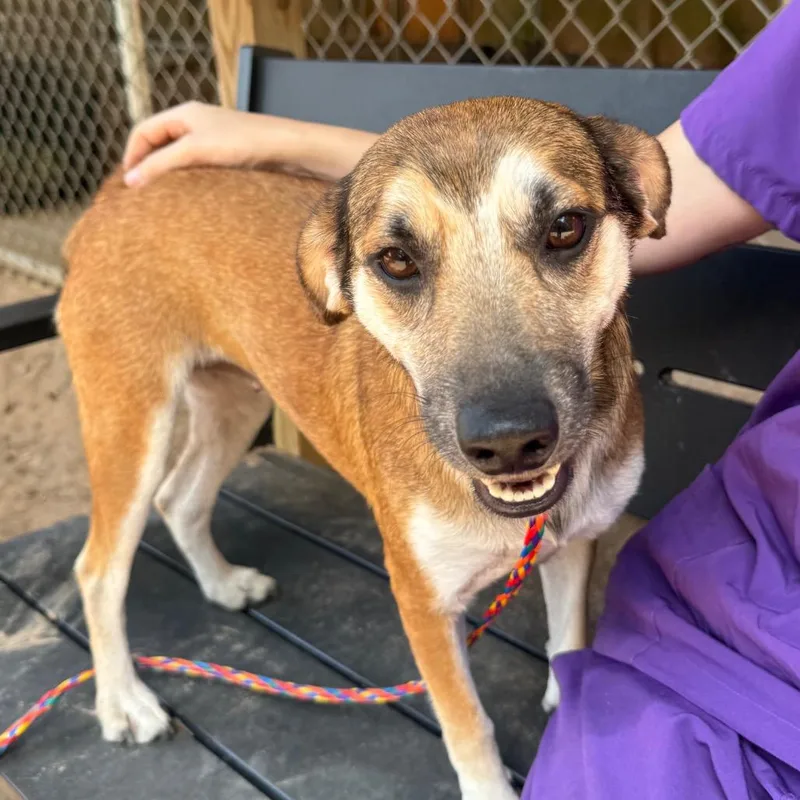 An adult small-sized female Yellow / Tan / Blond / Fawn Mixed Breed dog named Meerkat for adoption in Pensacola, FL