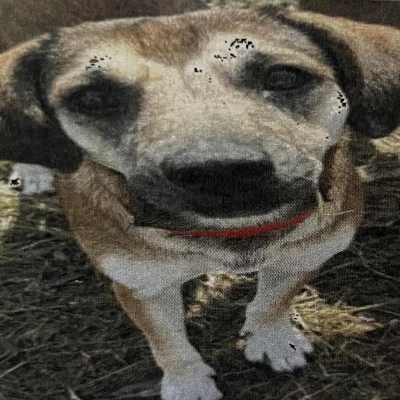 Meerkat thumbnail 3