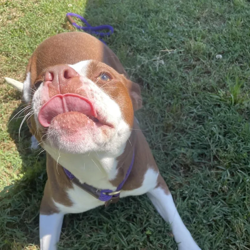 An adult medium-sized female Yellow / Tan / Blond / Fawn Mixed Breed dog named Yogurt for adoption in Chattanooga, TN