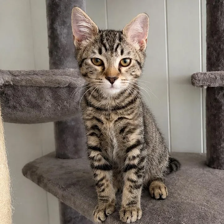 A baby small-sized male Tabby (Gray / Blue / Silver) Domestic Short Hair cat named Poco for adoption in Charlotte, NC