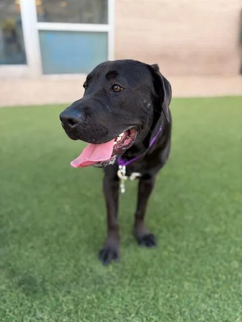 A young large-sized male Mixed Breed dog named Oso for adoption in Dallas, TX