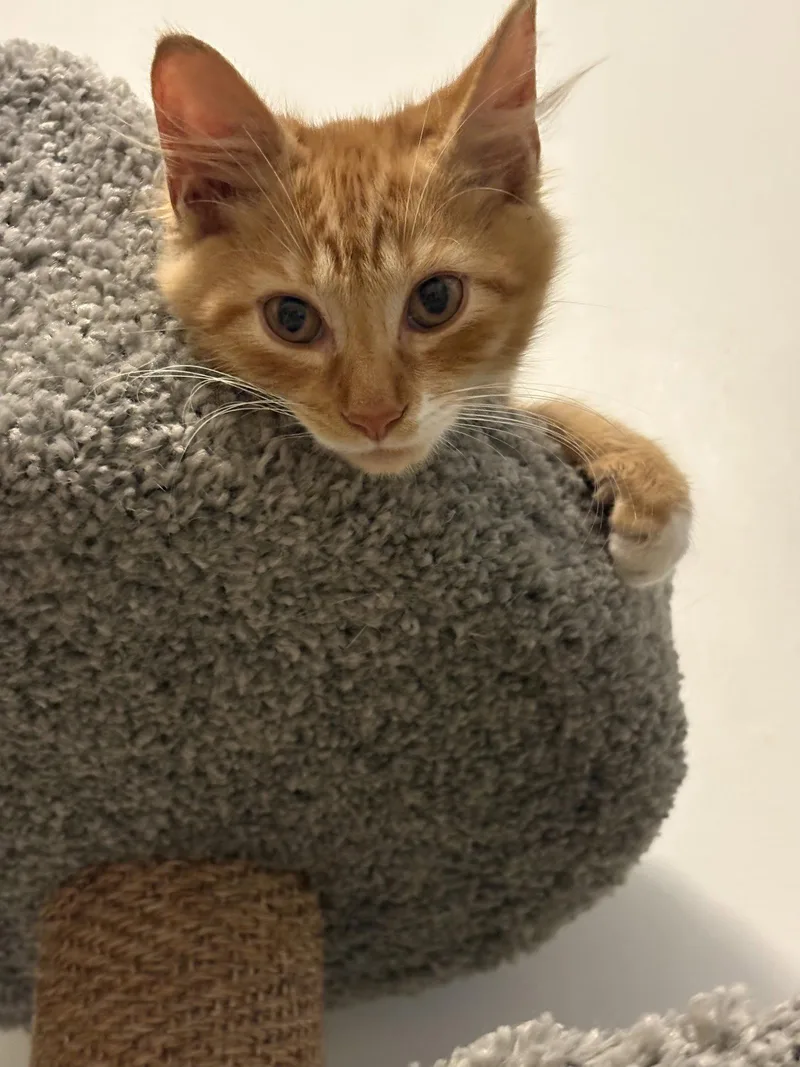 A baby large-sized male Domestic Medium Hair cat named Soren for adoption in Seaford, DE