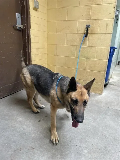 A young large-sized male German Shepherd Dog dog named Lucchese for adoption in Stockton, CA