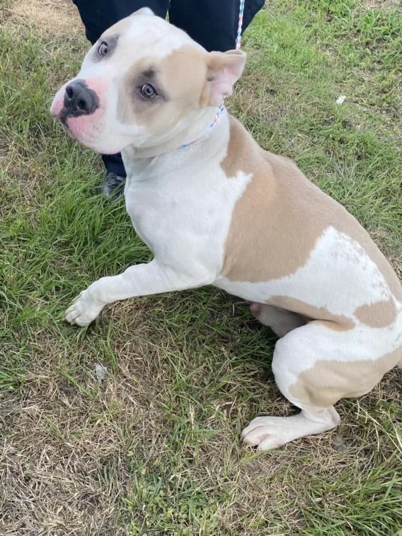 A young large-sized male Mixed Breed dog named Donut for adoption in Dallas, TX