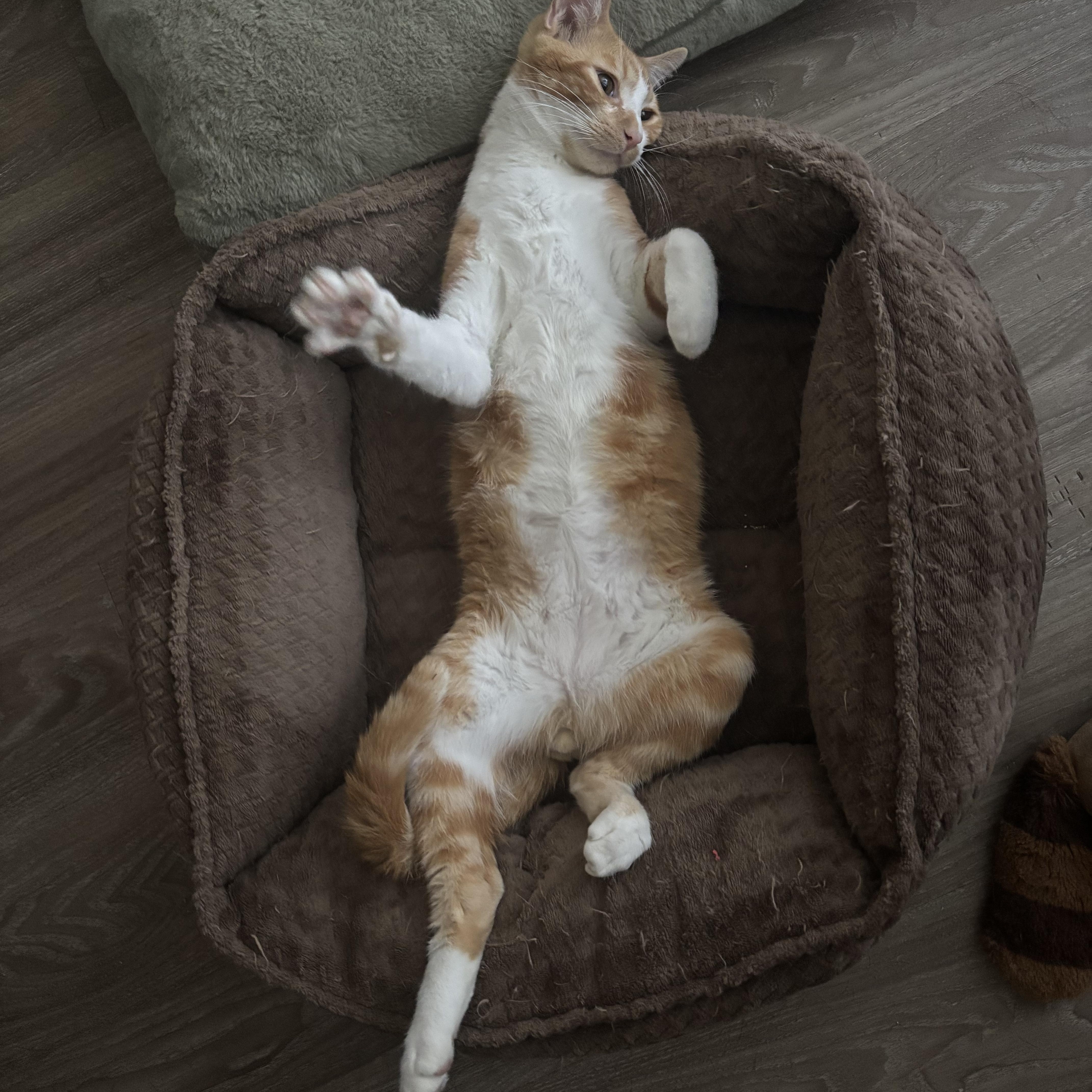 A baby medium-sized male Orange & White Domestic Short Hair cat named Puss N Boots for adoption in Costa Mesa, CA