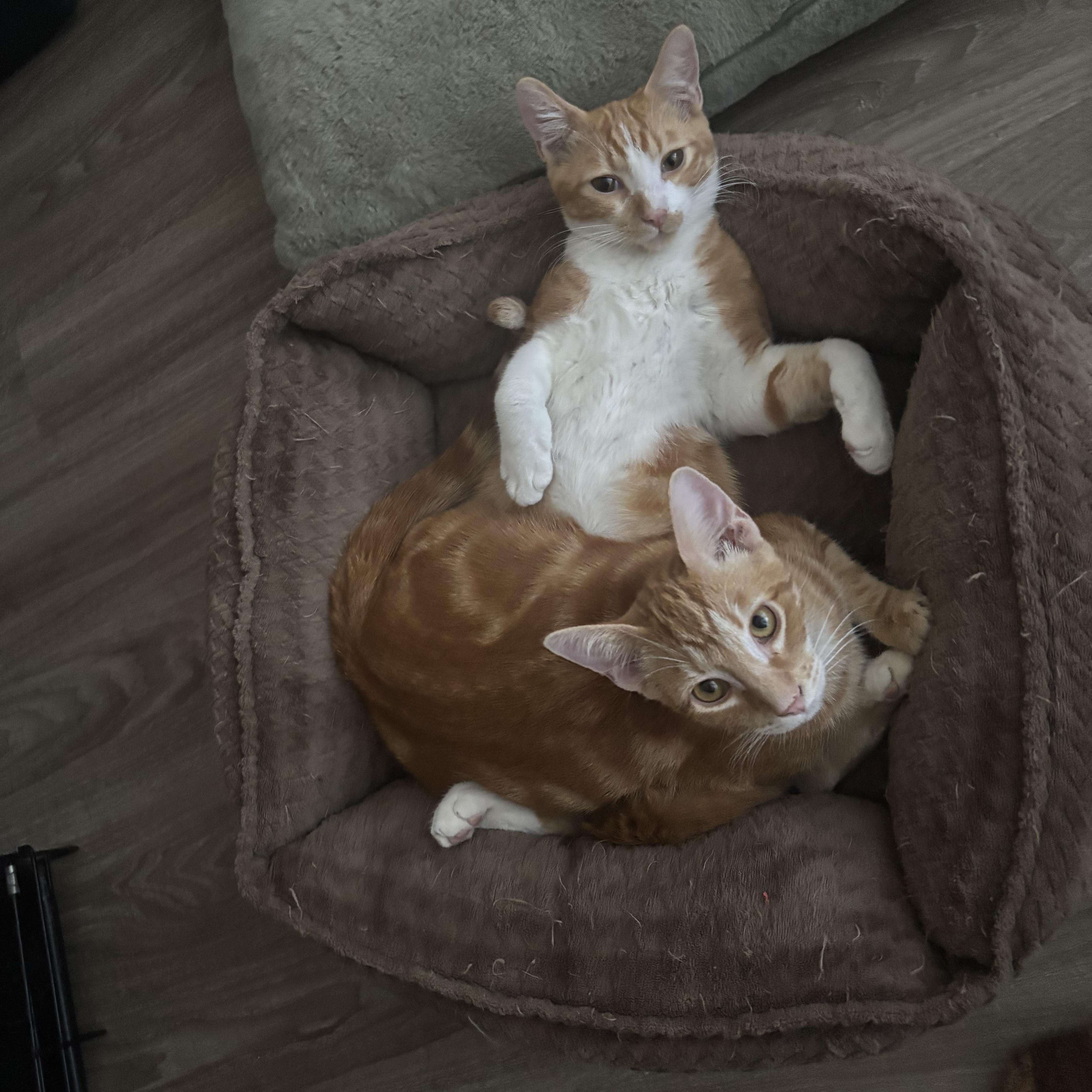 Puss N Boots thumbnail 4