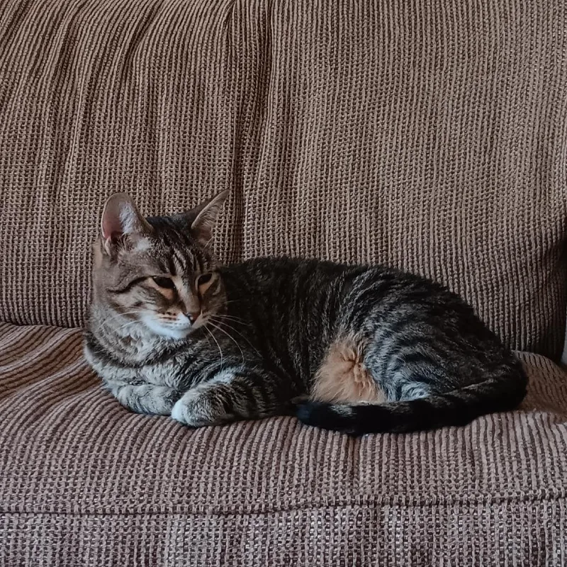 An adult large-sized female Brown / Chocolate Domestic Short Hair cat named Reagan for adoption in Middleton, WI