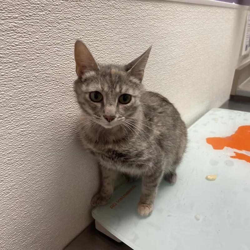 A young medium-sized female Gray / Blue / Silver Domestic Short Hair cat named Jujutsu for adoption in Albuquerque, NM