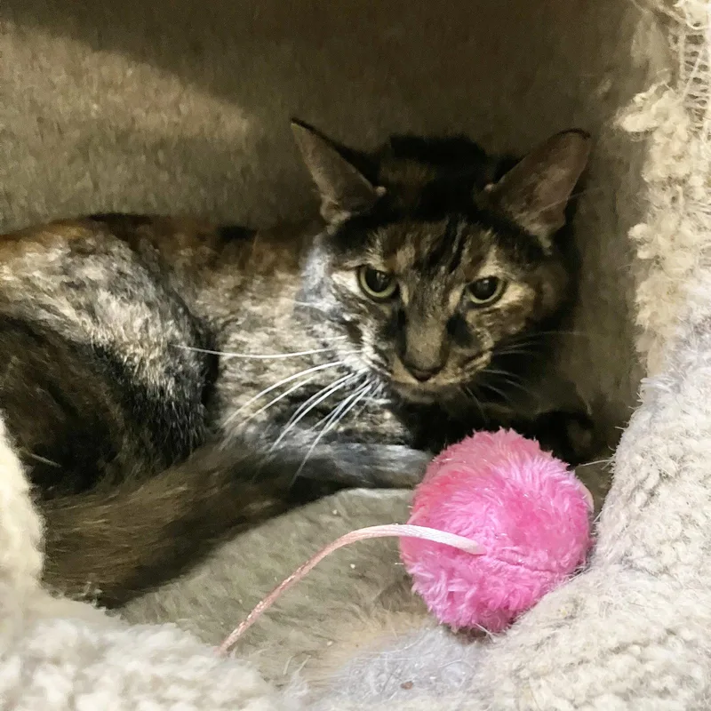 An adult medium-sized female Tortoiseshell cat named Clover for adoption in Dublin, OH