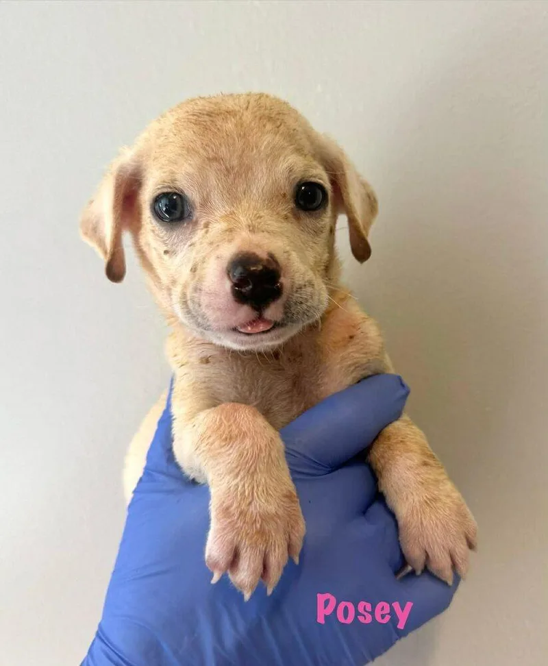 A baby small-sized female Chihuahua dog named Posey for adoption in New York, NY