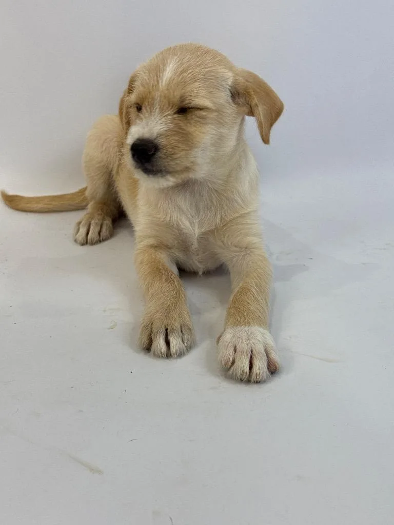 A baby medium-sized female Rat Terrier dog named Yelena for adoption in Alvin, TX