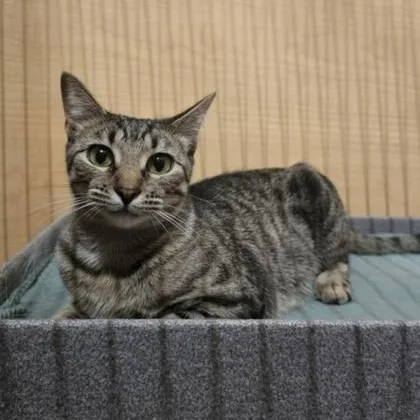 A baby medium-sized female Tabby (Brown / Chocolate) Domestic Short Hair cat named Spirit for adoption in Warr Acres, OK