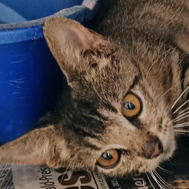 A baby small-sized male Brown / Chocolate Domestic Short Hair cat named King Jay Jay for adoption in Palestine, TX