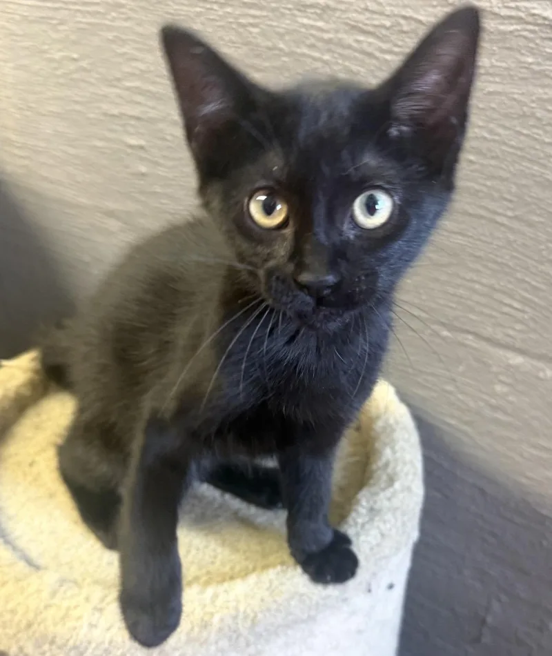 A young medium-sized female Black Domestic Short Hair cat named Salem for adoption in Vicksburg, MS