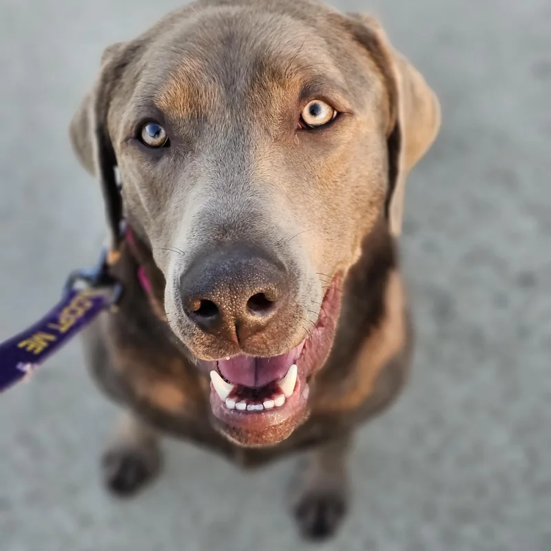 An adult large-sized female Gray / Blue / Silver Labrador Retriever dog named Lucy for adoption in O Fallon, IL