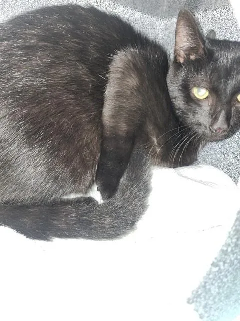 A young medium-sized male Domestic Short Hair cat named Tumble for adoption in Newton, NC