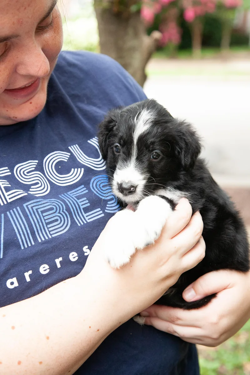 A young medium-sized male Black Aussiedoodle dog named Bugsy for adoption in Franklin, TN