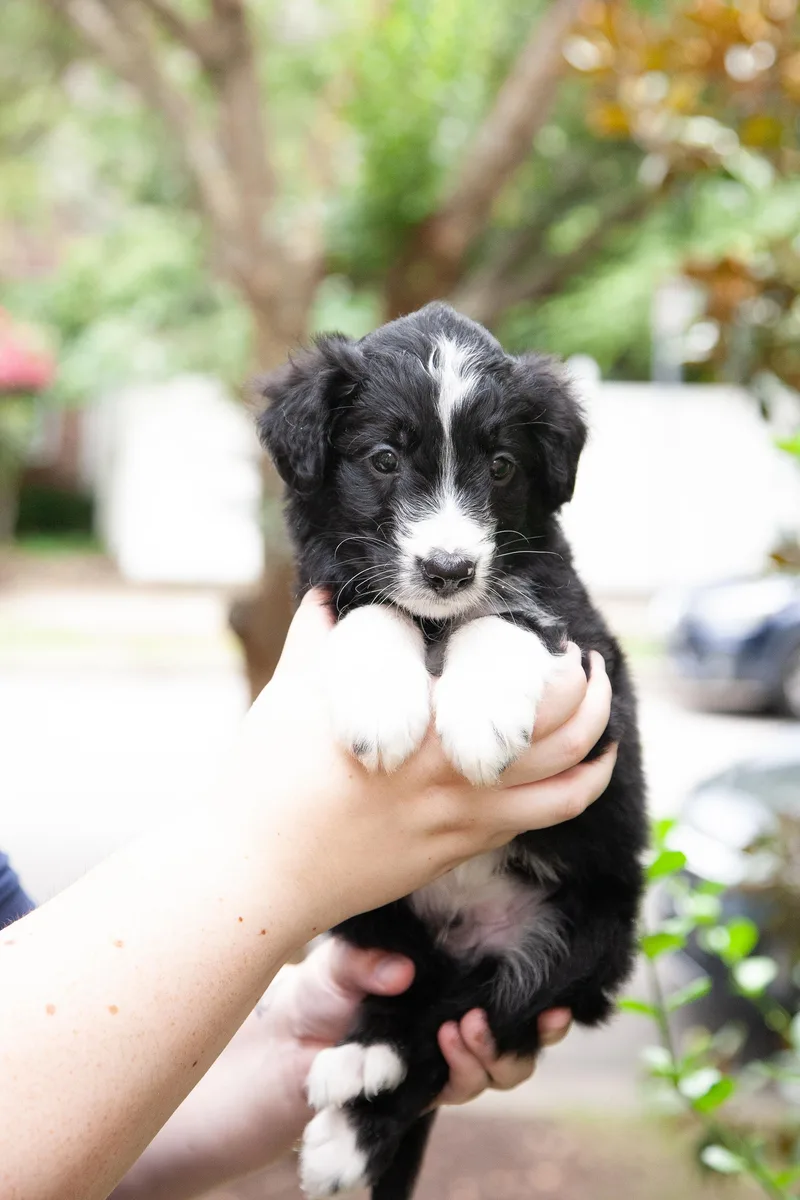 Bugsy thumbnail 5