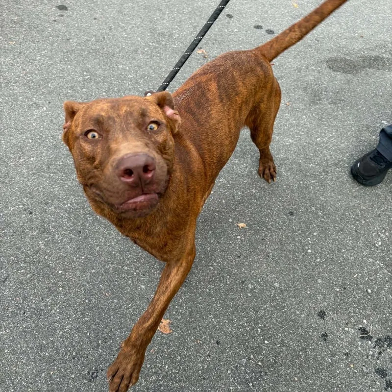 A young large-sized male Pit Bull Terrier dog named Fred for adoption in Concord, NC