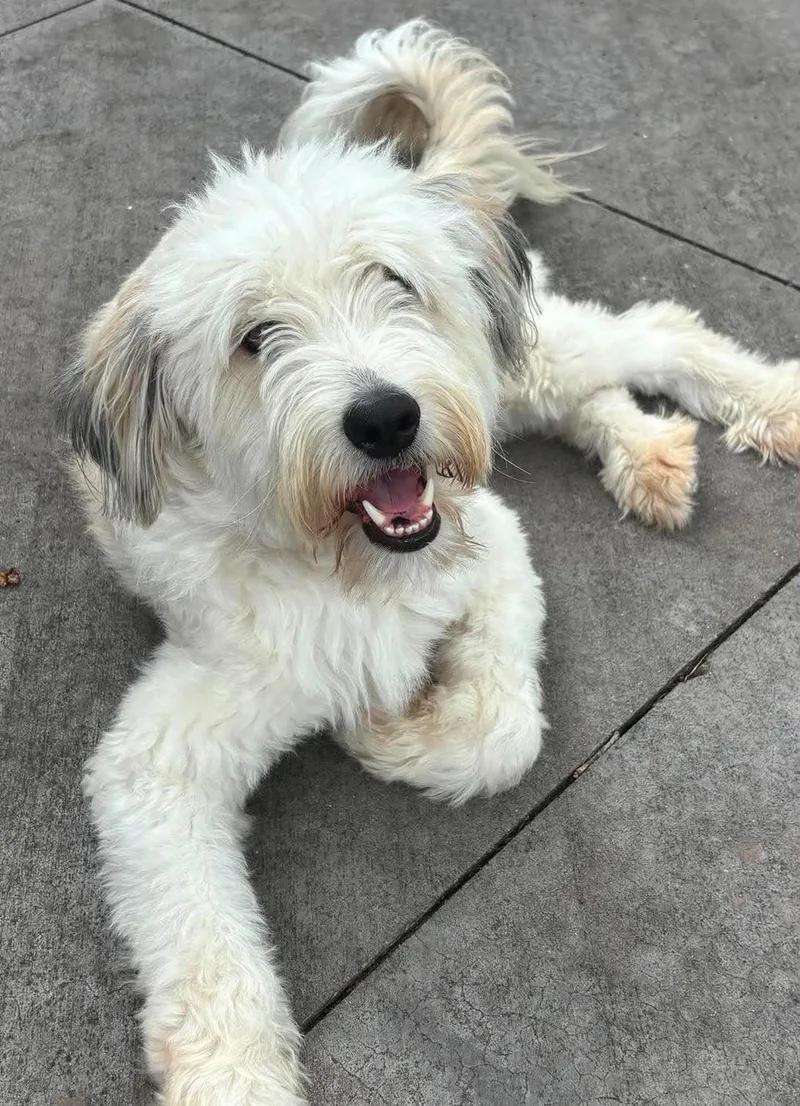A young medium-sized male White / Cream Goldendoodle dog named Scoobie for adoption in Kiowa, OK